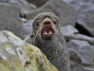 Nordlig pälssäl / Northern Fur Seal