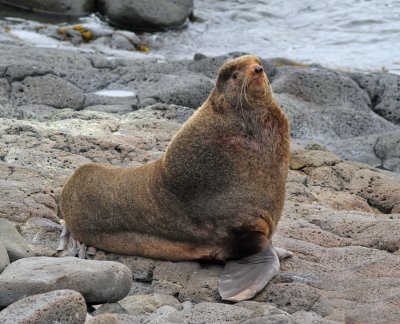 Nordlig pälssäl / Northern Fur Seal