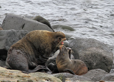 Nordlig pälssäl / Northern Fur Seal