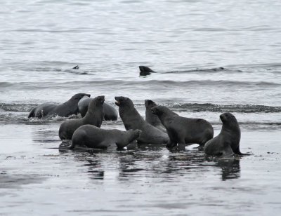 Nordlig pälssäl / Northern Fur Seal