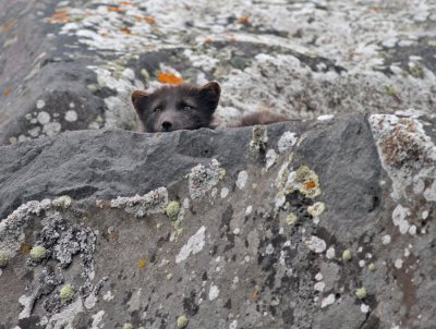 Fjällräv / Arctic Fox
