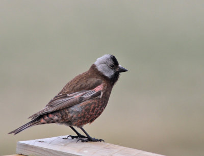 Grånackad alpfink / Gray-crowned Rosy-Finch