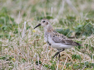 Klippsnäppa / Rock Sandpiper
