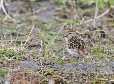 Dvärgsnäppa / Least Sandpiper