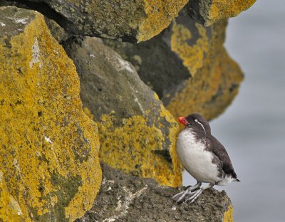 Papegojalka / Parakeet Auklet