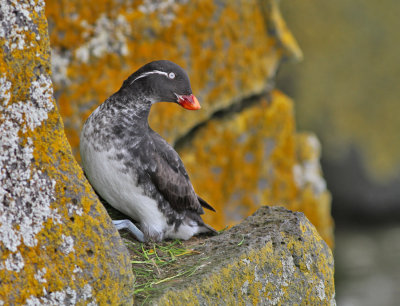 Papegojalka / Parakeet Auklet