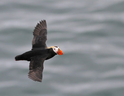Tofslunne / Tufted Puffin