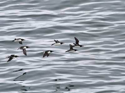 Spetsbergsgrissla / Thick-billed Murre