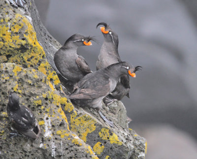 Tofsalka / Crested Auklet