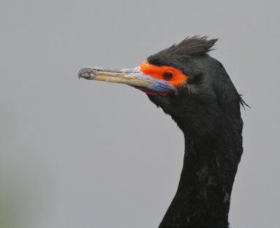 Beringskarv / Red-faced Cormorant