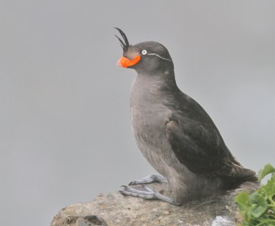 Tofsalka / Crested Auklet