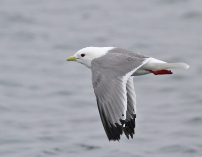 Beringmås / Red-legged Kittiwake