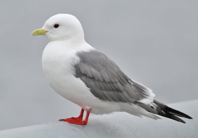 Beringmås / Red-legged Kittiwake