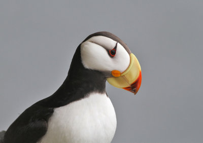 Hornlunne / Horned Puffin