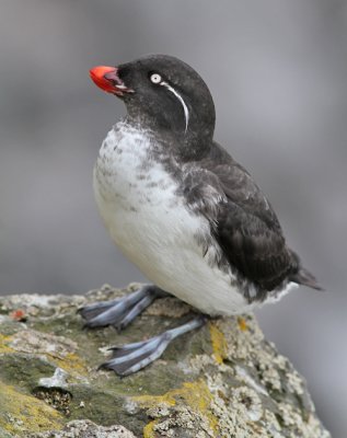Papegojalka / Parakeet Auklet