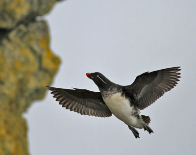 Papegojalka / Parakeet Auklet