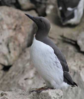 Sillgrissla / Common Murre