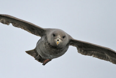 Stormfågel (mörk) / Northern Fulmar (dark)
