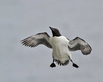 Spetsbergsgrissla / Thick-billed Murre