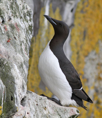 Spetsbergsgrissla / Thick-billed Murre