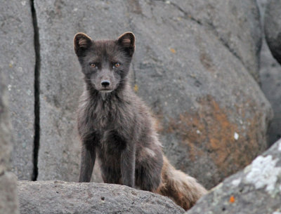 Fjällräv / Arctic Fox