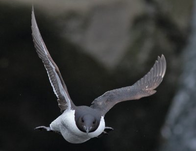 Spetsbergsgrissla / Thick-billed Murre