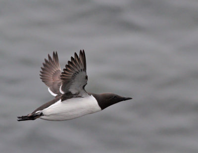 Sillgrissla / Common Murre