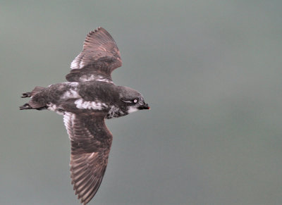 Dvärgalka / Least Auklet