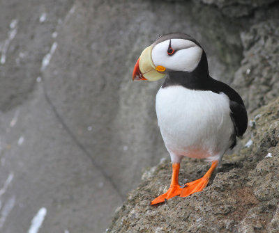 Hornlunne / Horned Puffin