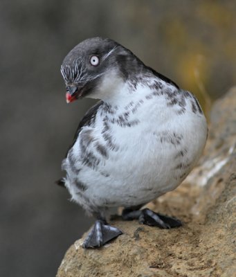 Dvärgalka / Least Auklet