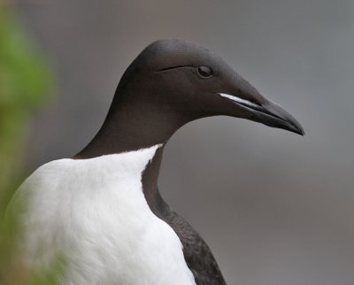 Spetsbergsgrissla / Thick-billed Murre