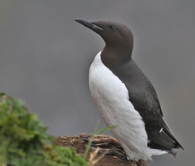 Spetsbergsgrissla / Thick-billed Murre