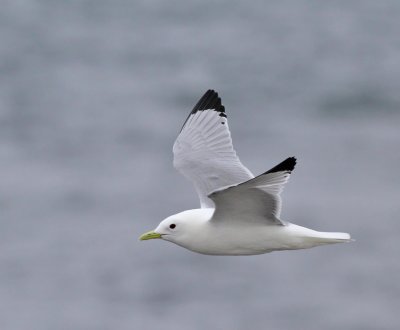 Tretåig mås / Kittiwake