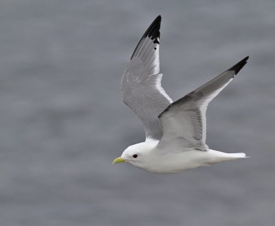 Beringmås / Red-legged Kittiwake