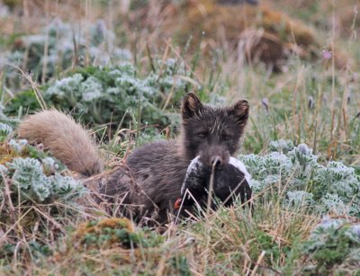 Fjällräv / Arctic Fox (with Parakeet Auklet)