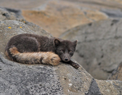 Fjällräv / Arctic Fox