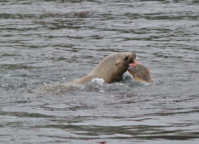 Nordligt sjölejon / Steller's Sea Lion