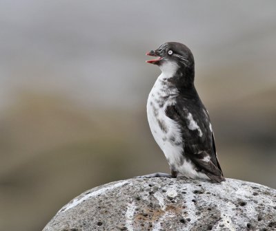 Dvärgalka / Least Auklet