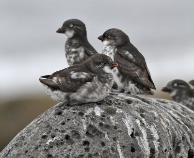 Dvärgalka / Least Auklet