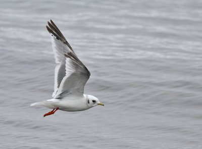 Beringmås (2K) / Red-legged Kittiwake (2 cy)