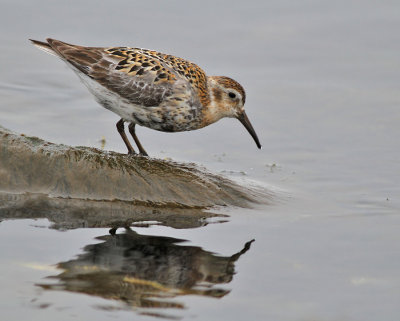 Klippsnäppa / Rock Sandpiper
