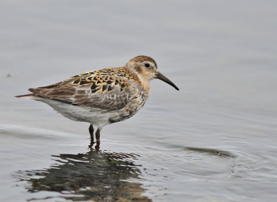 Klippsnäppa / Rock Sandpiper