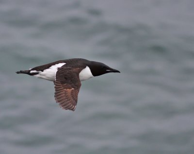 Spetsbergsgrissla / Thick-billed Murre