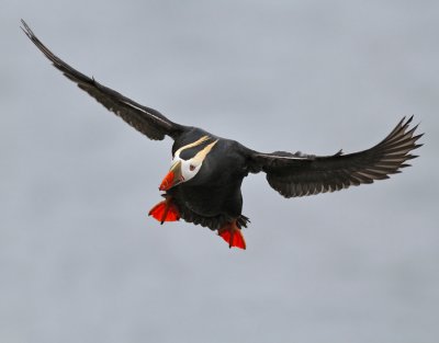 Tofslunne / Tufted Puffin