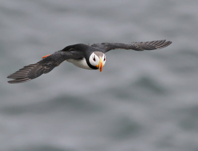 Hornlunne / Horned Puffin