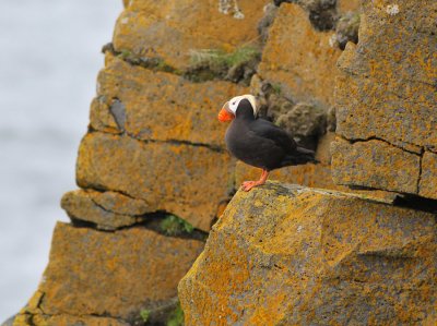 Tofslunne / Tufted Puffin