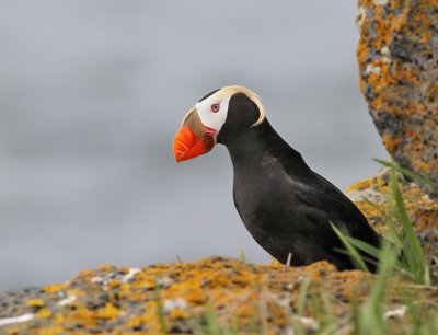Tofslunne / Tufted Puffin