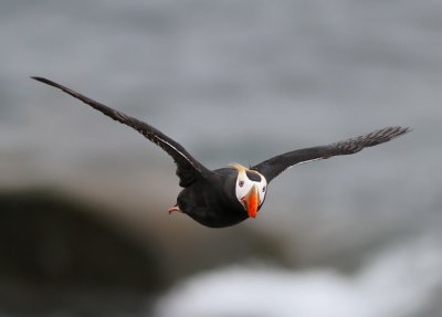 Tofslunne / Tufted Puffin