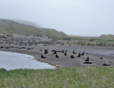 Fur Seal Rookery