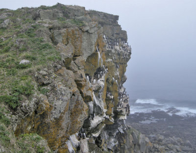 The cliffs